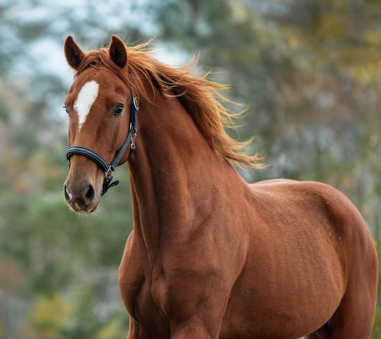 A chestnut horse with a white star marking on its forehead stands outdoors, its mane flowing in the wind - Equine Retirement Homes