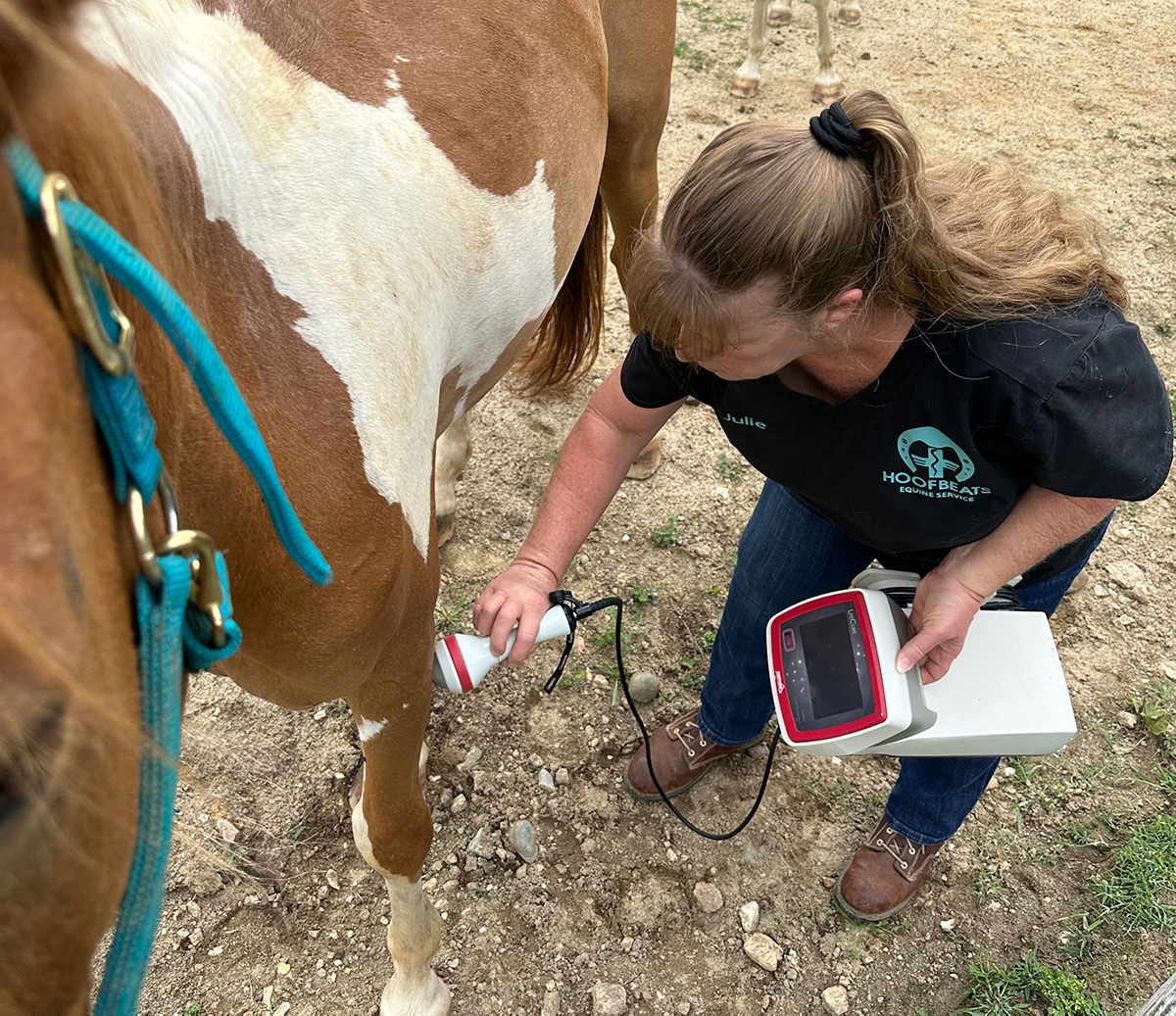 A professional applies laser therapy to a horse’s leg, demonstrating advanced equine care techniques for injury recovery and muscle support - Equine Retirement Homes